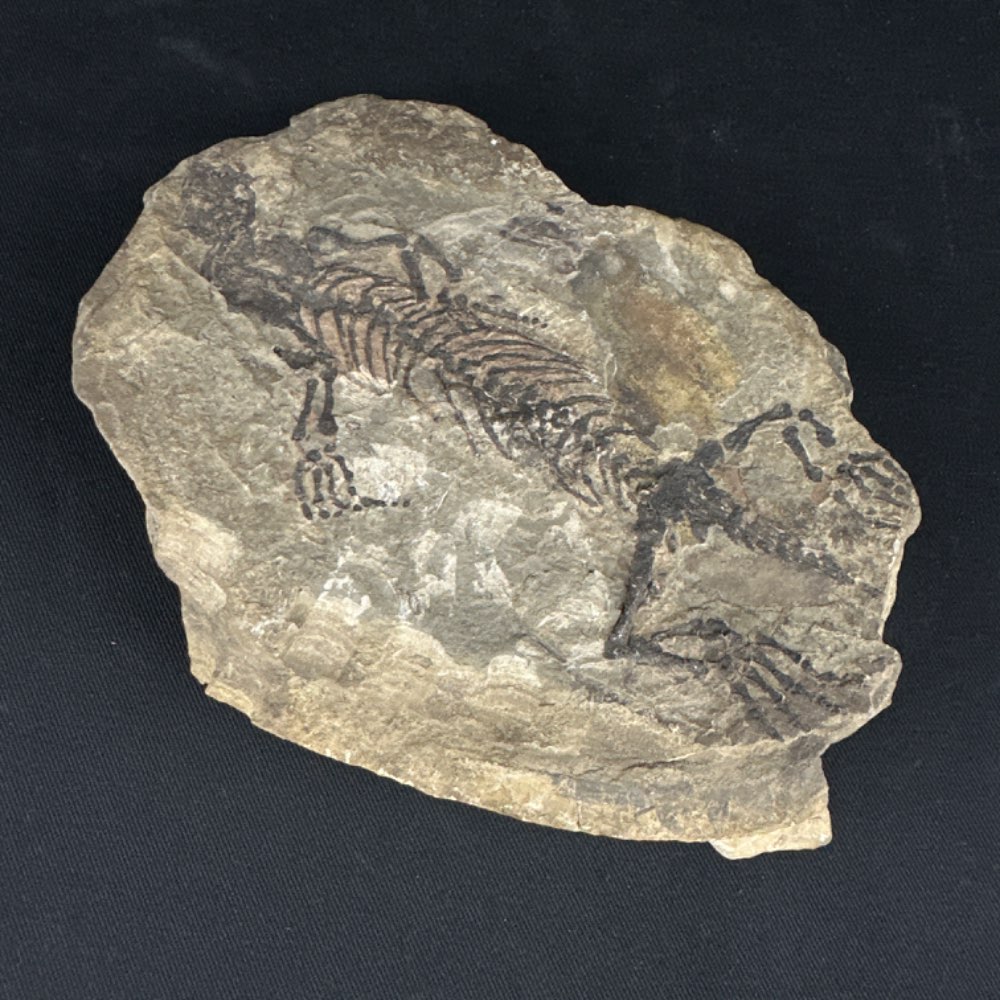 Barasaurus besairiei reptile fossil from Madagascar