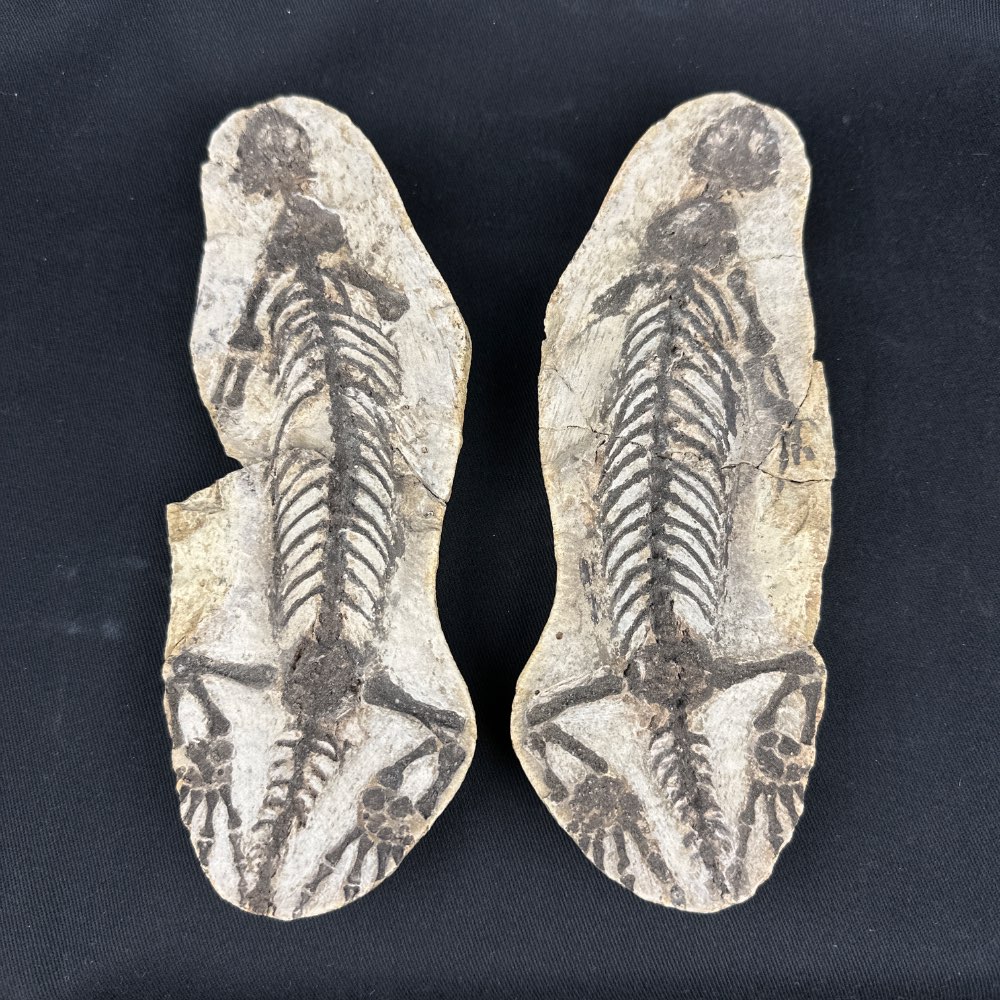 Barasaurus besairiei reptile fossil, positive and negative from Madagascar