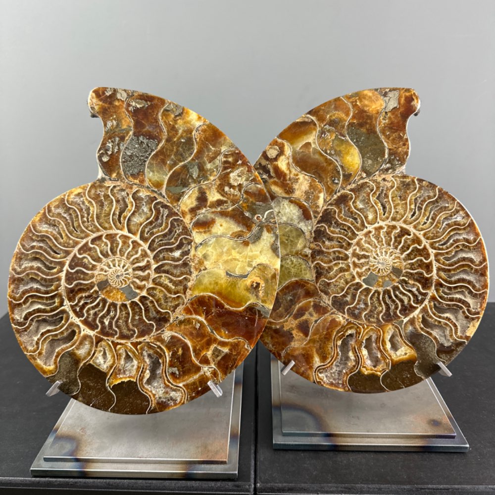 Beautiful dissected ammonite Cleoniceras fossil from Madagascar