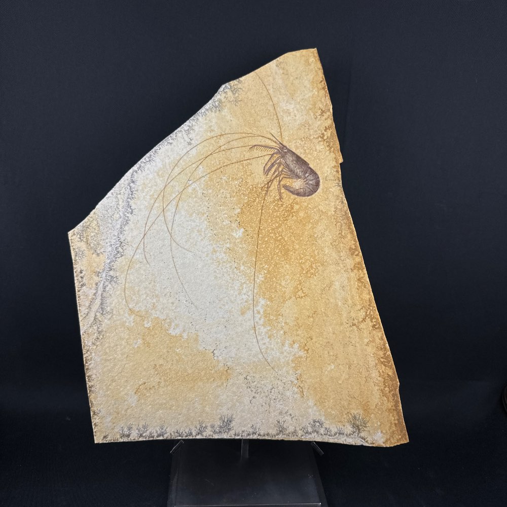 Beautiful Fossil shrimp (Aeger tipularius) with long antennae, Solnhofen, Germany