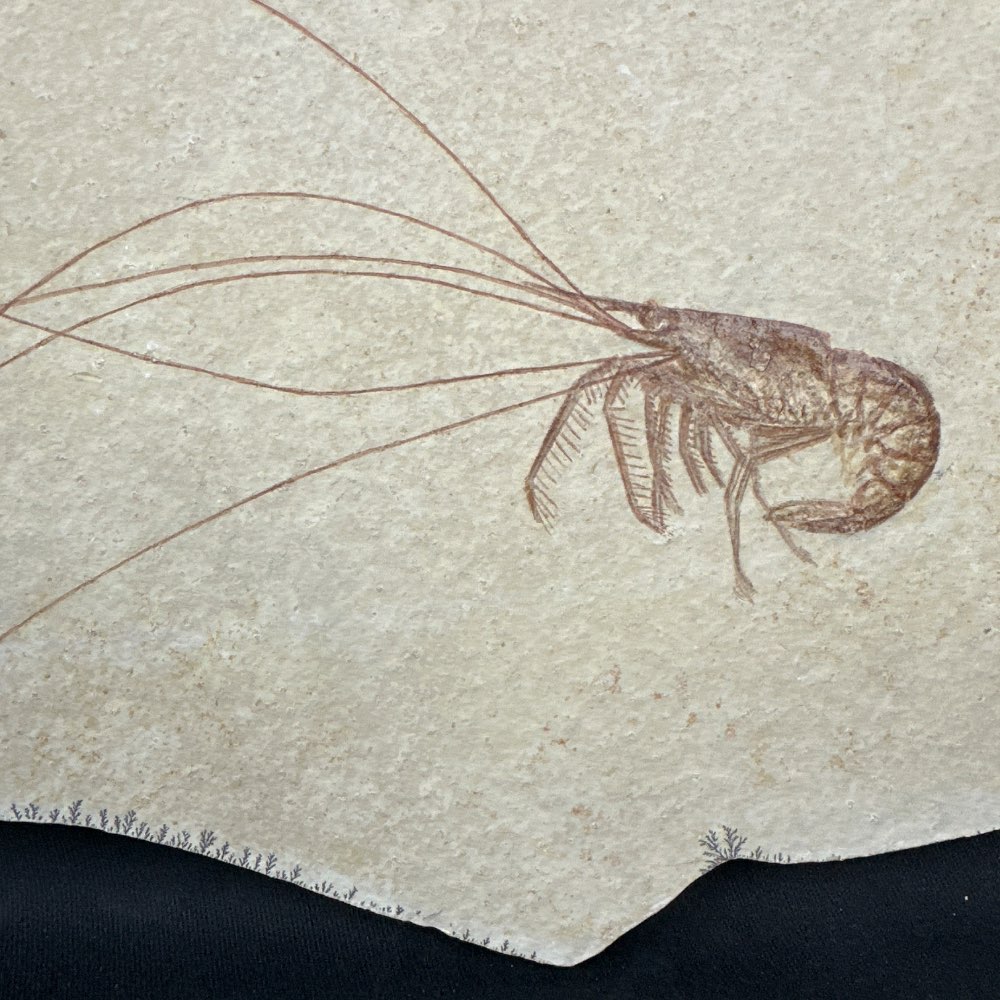 Beautiful Fossil shrimp (Aeger tipularius) with long antennae, Solnhofen, Germany