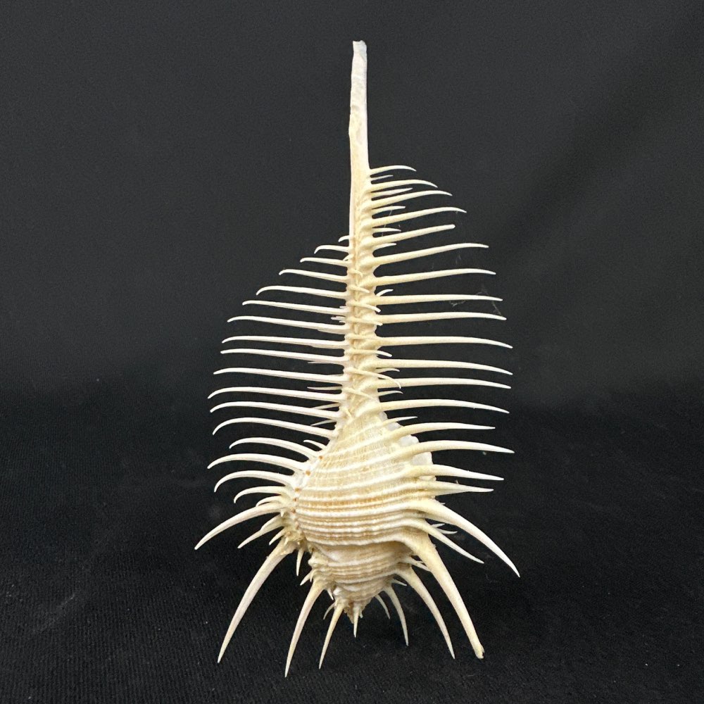 Beautiful Murex pecten shell