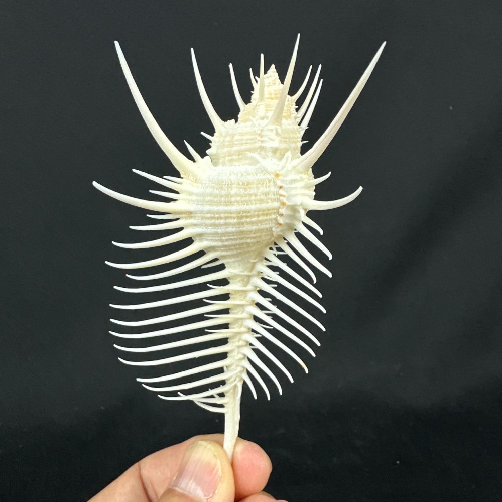 Beautiful Murex pecten shell