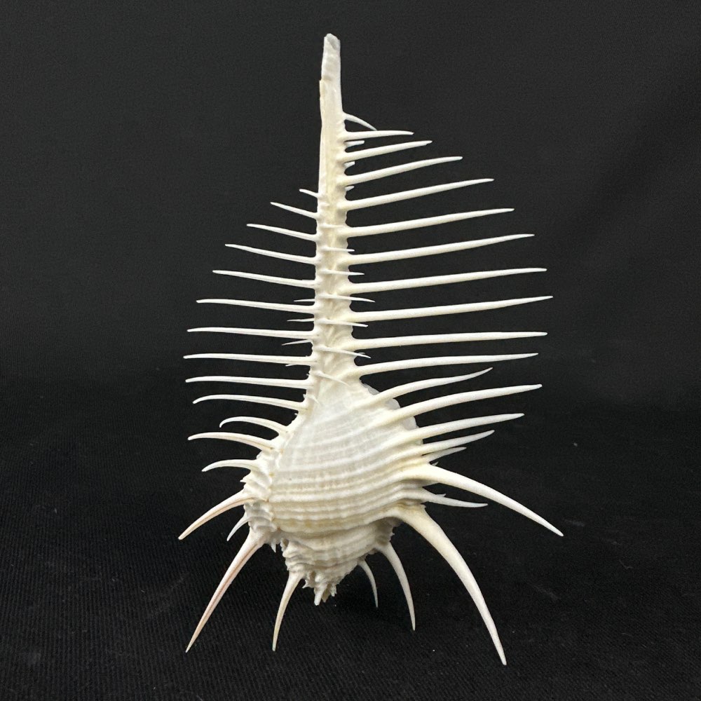 Beautiful Murex pecten shell
