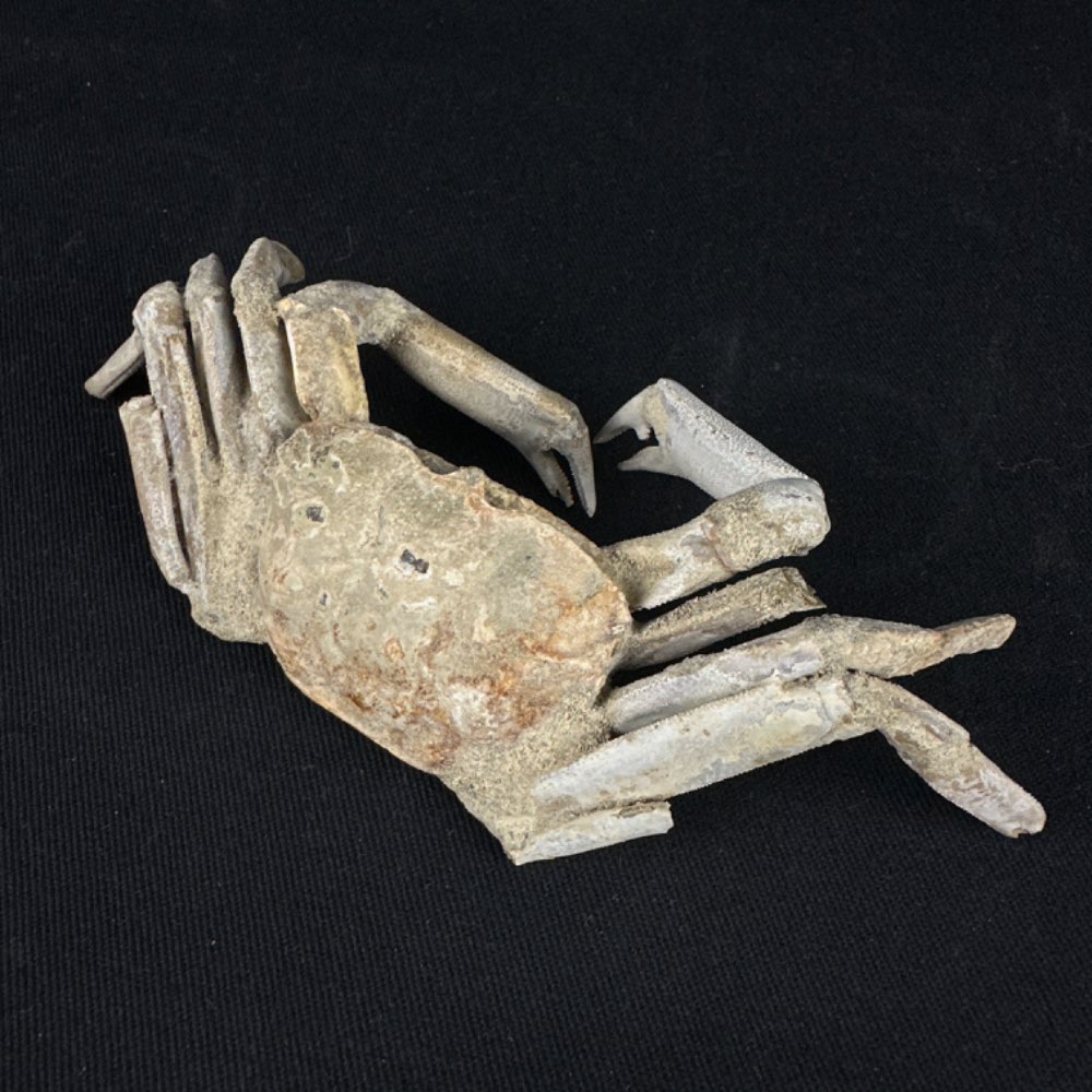 Crab (Macrophthalmus sp.) fossil  from Madagascar