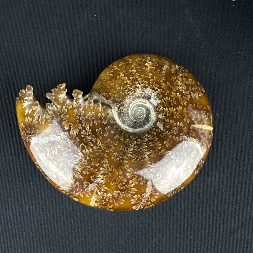 Cute ammonite Cleoniceras with mouth fossil from Madagascar