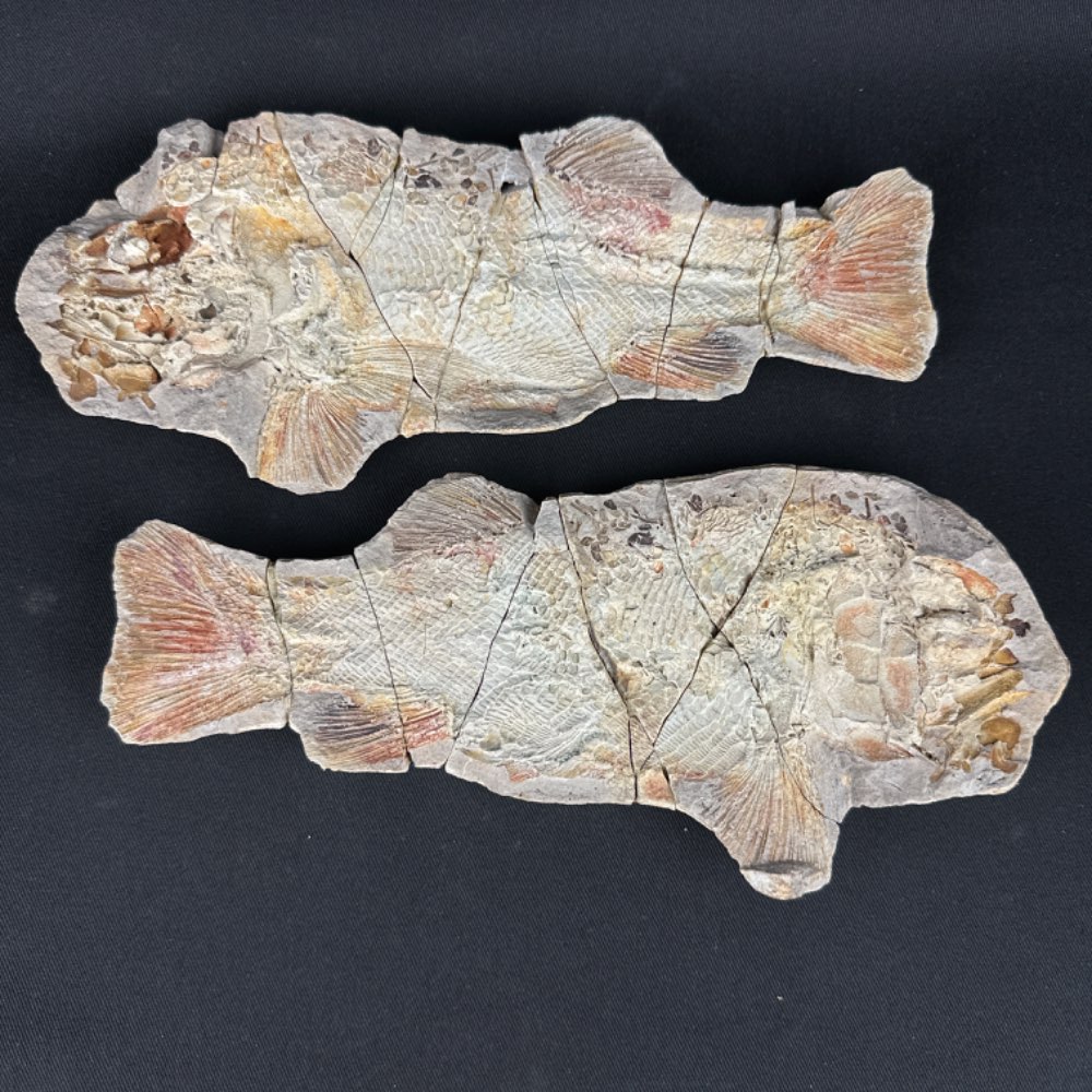 Icarealcyon malgascium fish fossil, positive and negative from Madagascar