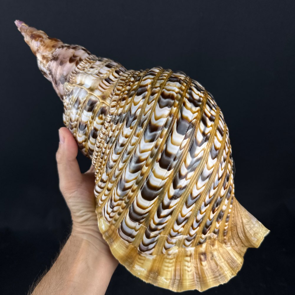 Large beautiful shell Charonia tritonis