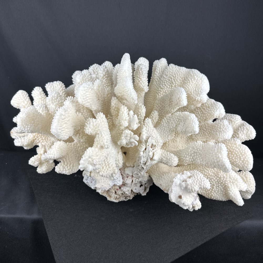Large Pocillopora meandrina (Cauliflower) coral from the Solomon Islands with CITES certificate