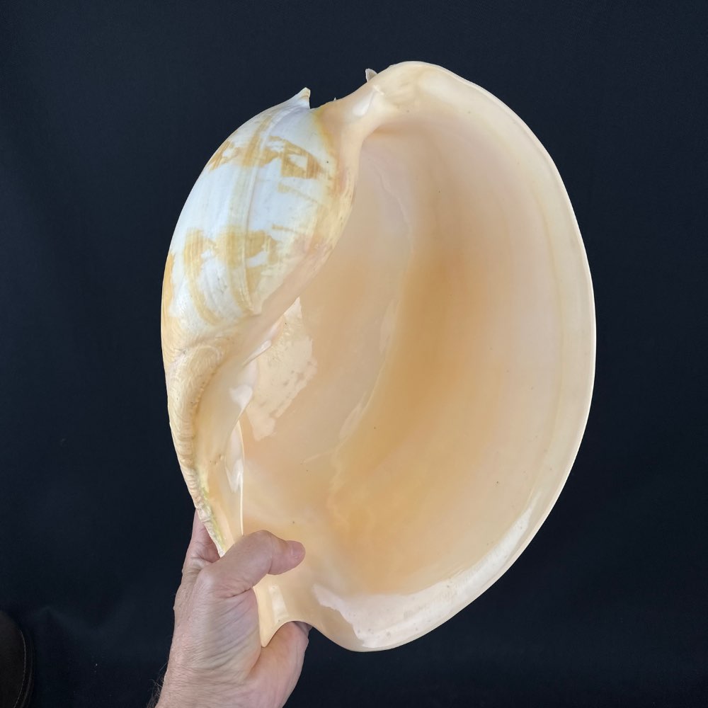 Large shell Melo umbilicatus