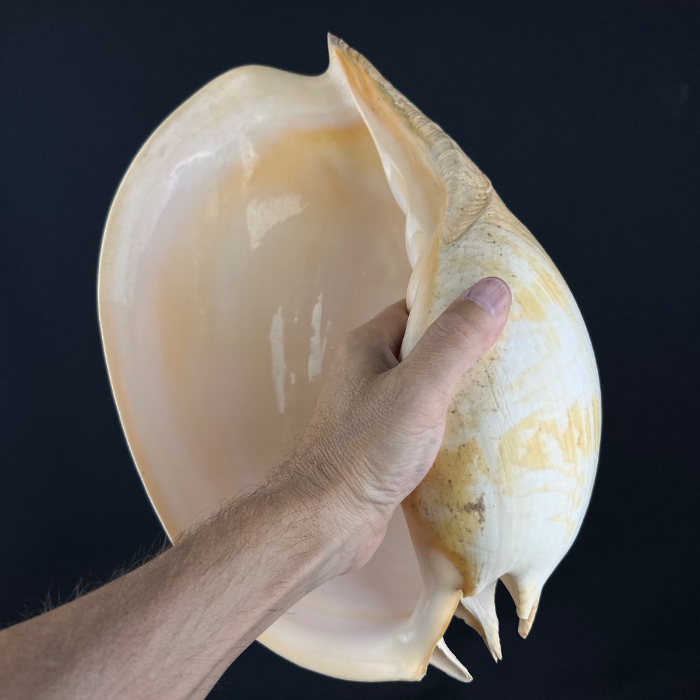 Large shell Melo umbilicatus