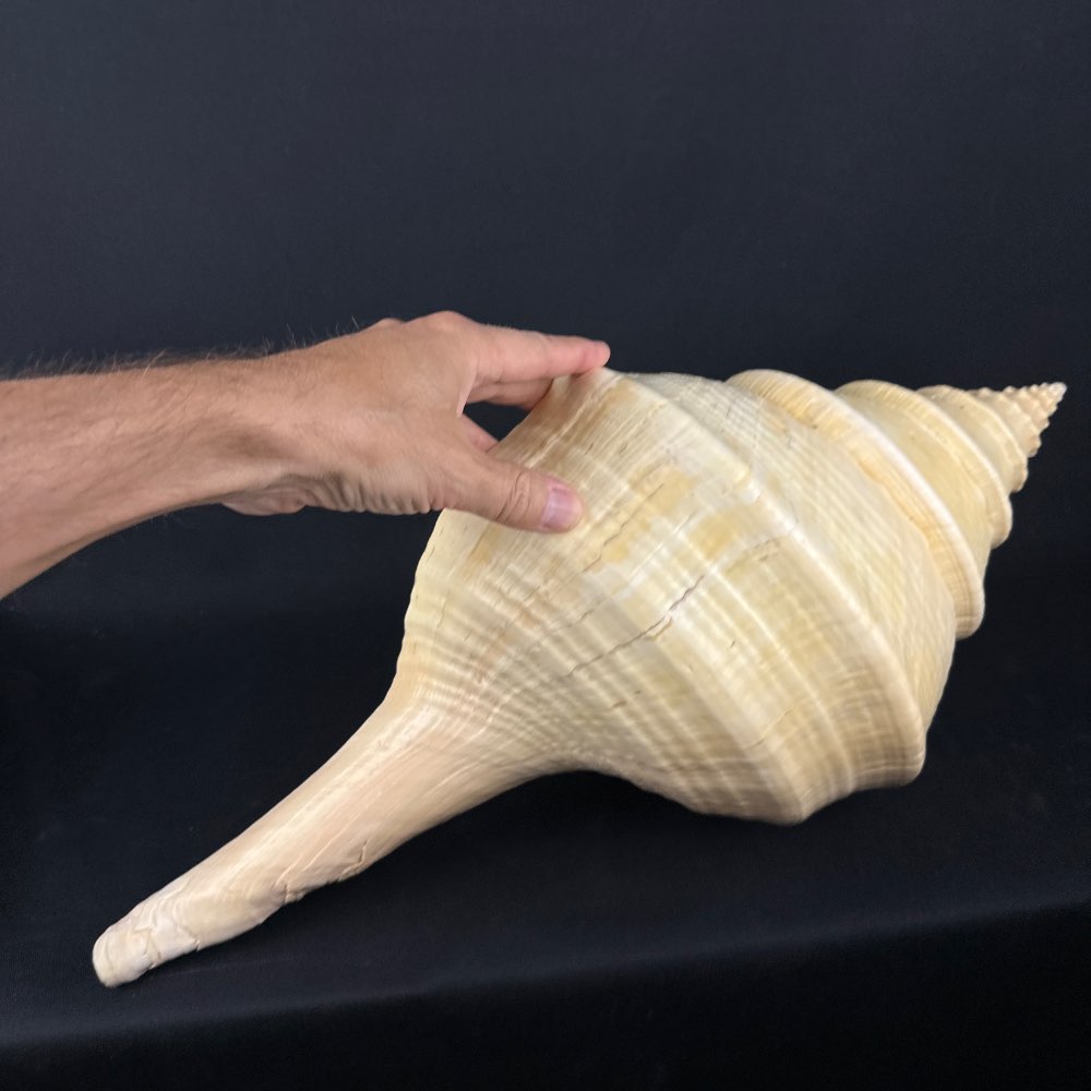 Large shell Syrinx Aruanus
