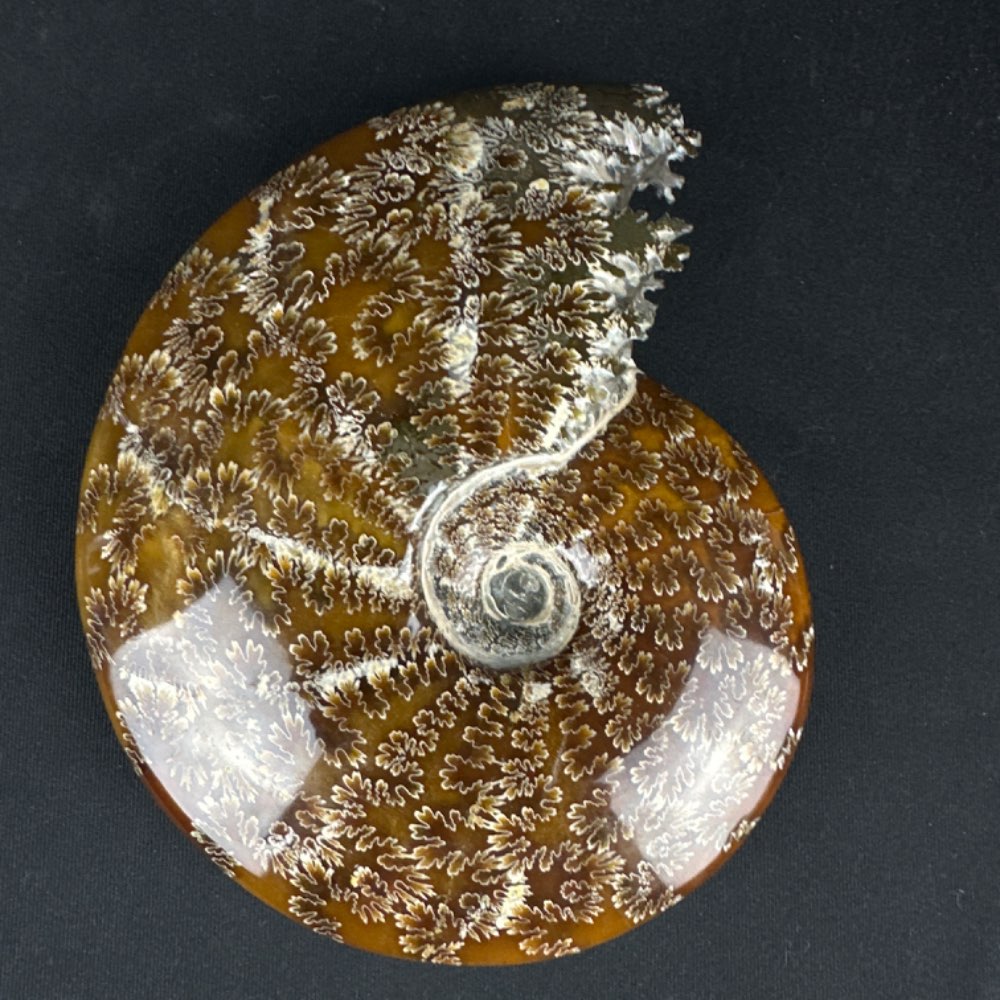 Nice ammonite Cleoniceras with mouth fossil from Madagascar