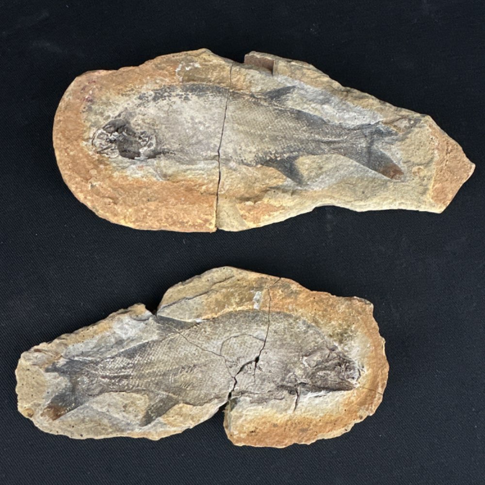 Paracentrophorus madagascariensis fish fossil, positive and negative from Madagascar