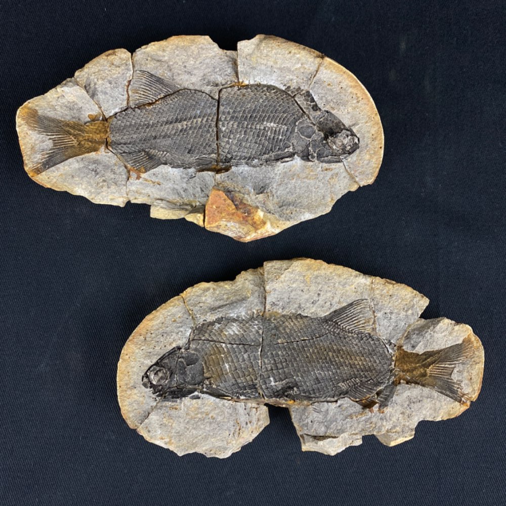 Pteronisculus cicatrosus fish fossil, positive and negative from Madagascar
