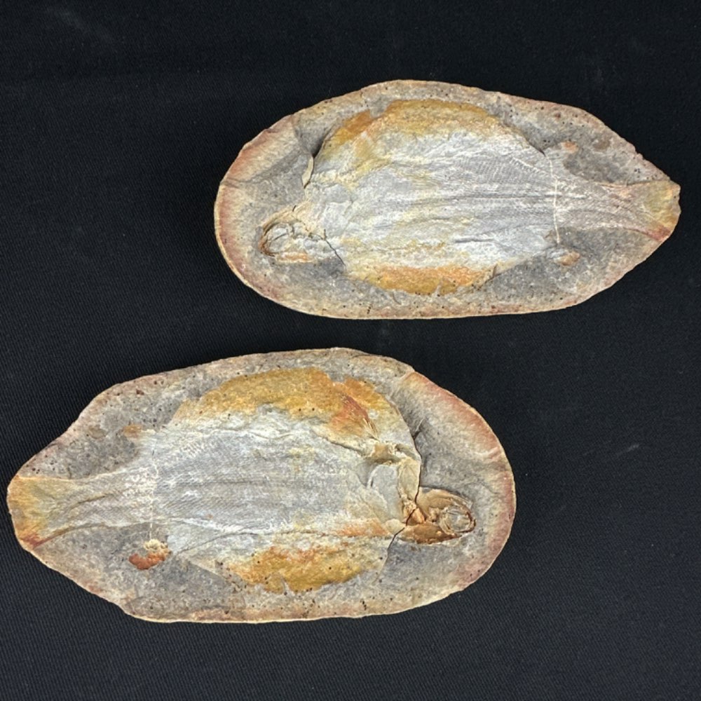 Pteronisculus cicatrosus fish fossil, positive and negative from Madagascar