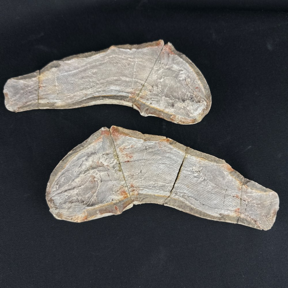 Teffichthys madagascariensis fish fossil, positive and negative from Madagascar