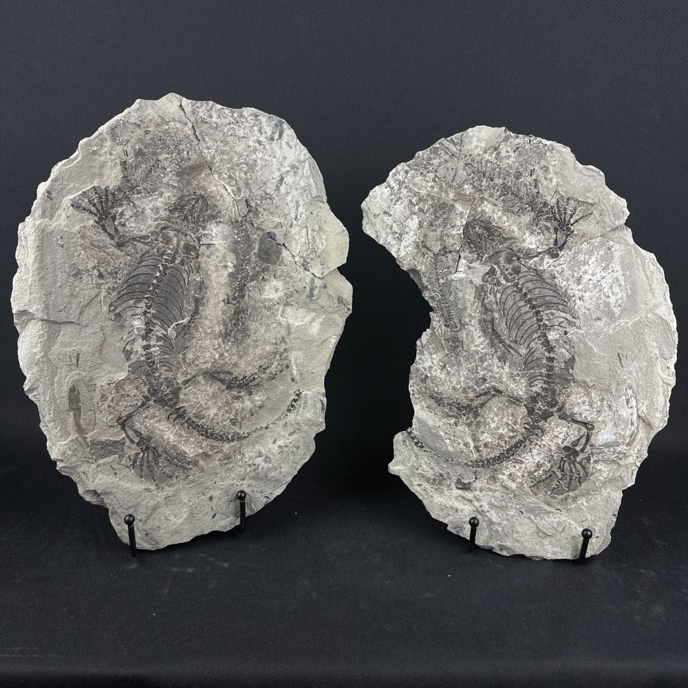 Unique Barasaurus besairiei reptiles fossils (incl. 2 babies), positive and negative from Madagascar