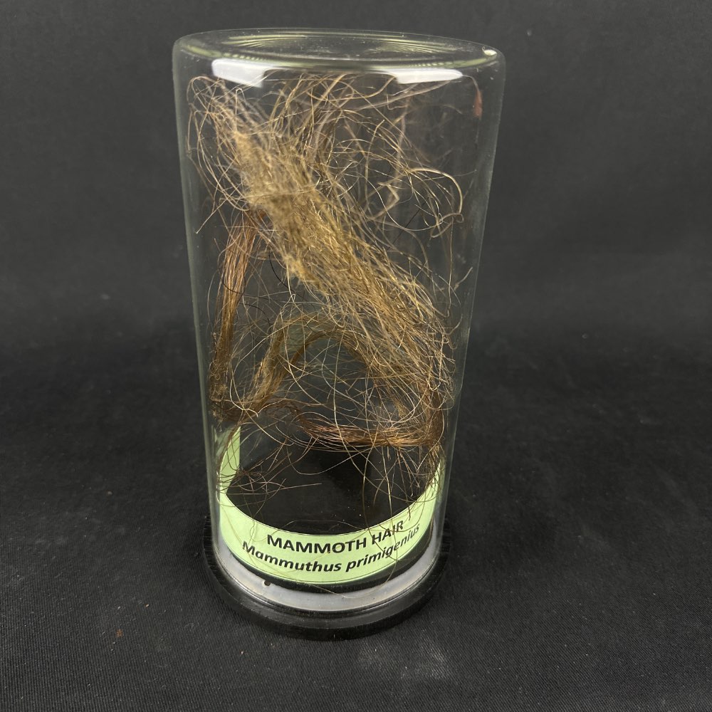 Woolly mammoth hair from Siberia, Yakutia, between 10,000-50,000 years old
